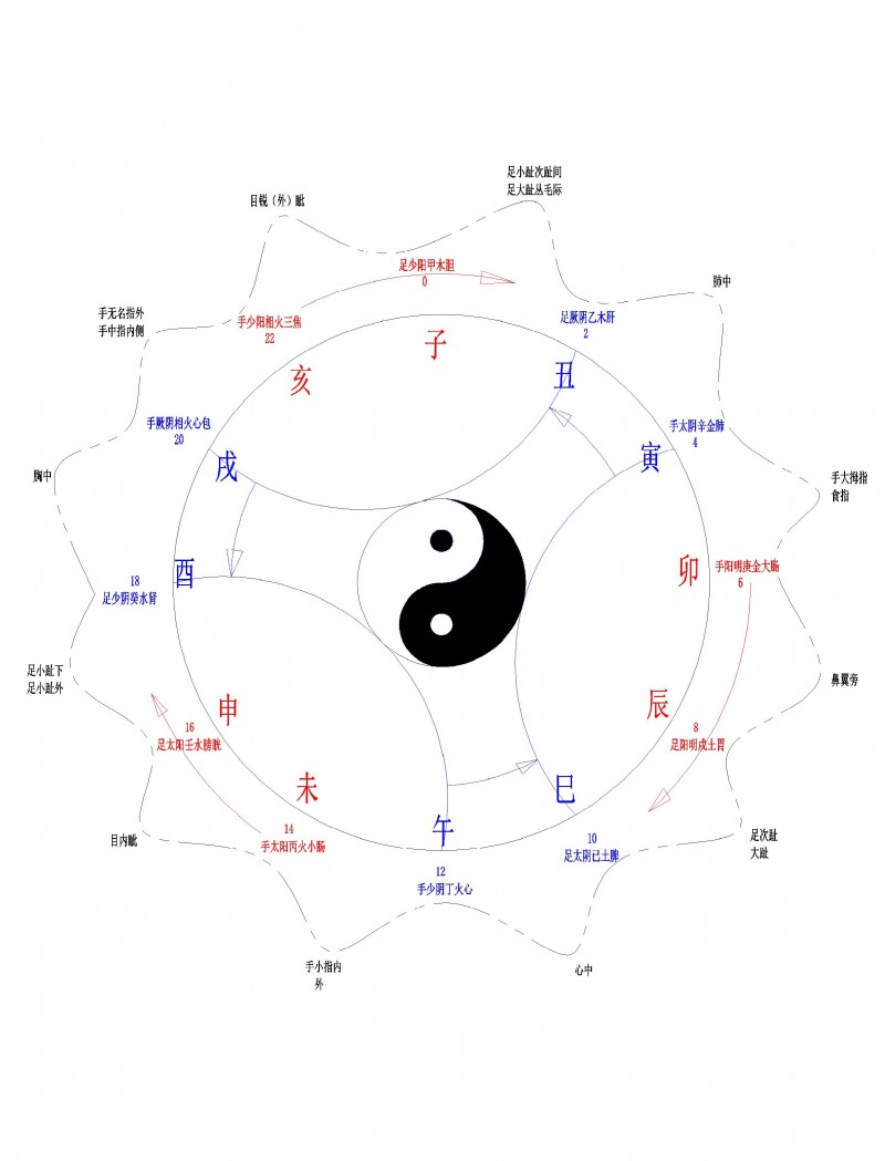 12經脈運行邏輯圖-模型